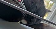 Raven joined the competition — help win amazing prizes! auto_part, automotive_design, automotive_exterior, automotive_lighting, automotive_mirror, automotive_window_part, bumper, feather, glass, hood, metal, motor_vehicle, personal_luxury_car, rim, tints_and_shades, trunk, vehicle_door, window, windscreen_wiper, windshield
