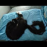 Raven joined the competition — help win amazing prizes! bedding, bedtime, blanket, canidae, carnivore, comfort, companion_dog, darkness, dog_breed, felidae, fur, gesture, linens, nap, paw, room, small_to_medium_sized_cats, sporting_group, tints_and_shades, whiskers