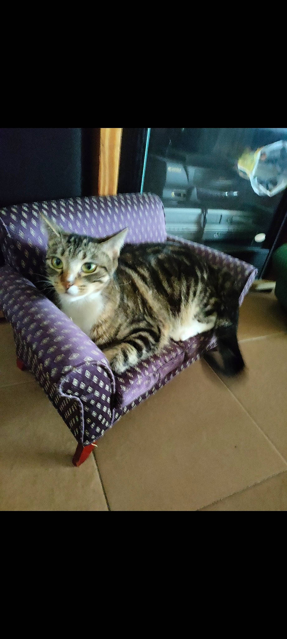 Miku joined the competition — help win amazing prizes! carnivore, cat, cat_supply, comfort, domestic_short_haired_cat, felidae, flooring, fur, metal, paw, sitting, small_to_medium_sized_cats, square, whiskers