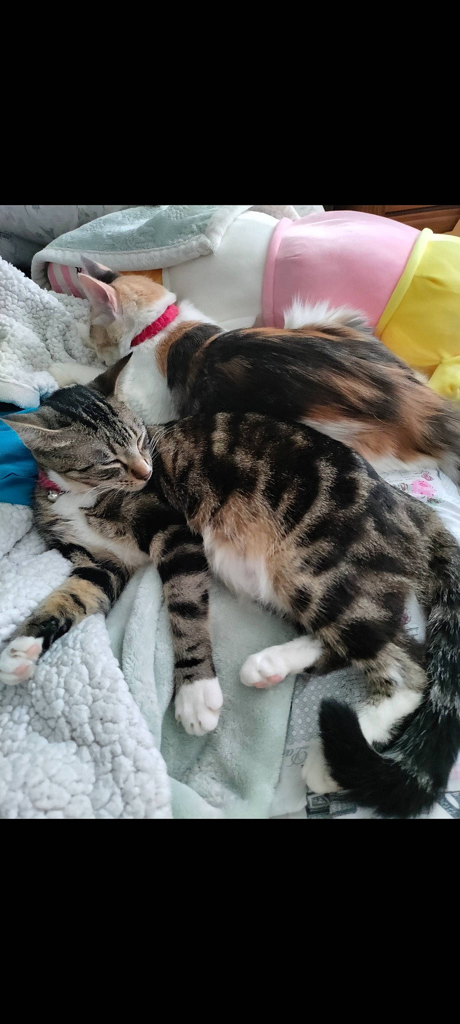 Miku is registered to the contest to win money with this photo: carnivore, cat, claw, comfort, domestic_short_haired_cat, felidae, fur, lap, nap, paw, small_to_medium_sized_cats, tail, whiskers