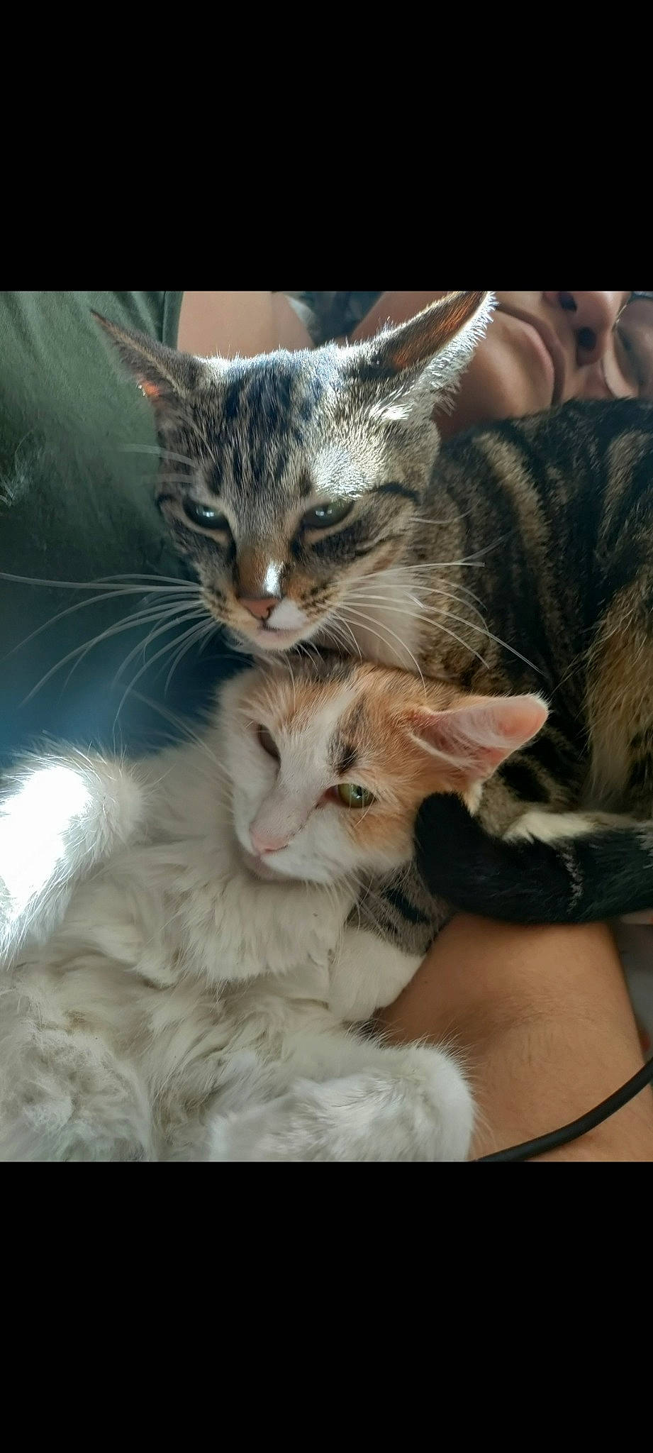 Tamami joined the competition — help win amazing prizes! carnivore, cat, claw, comfort, domestic_short_haired_cat, felidae, fur, gesture, paw, photo_caption, small_to_medium_sized_cats, snout, tail, whiskers, wildlife