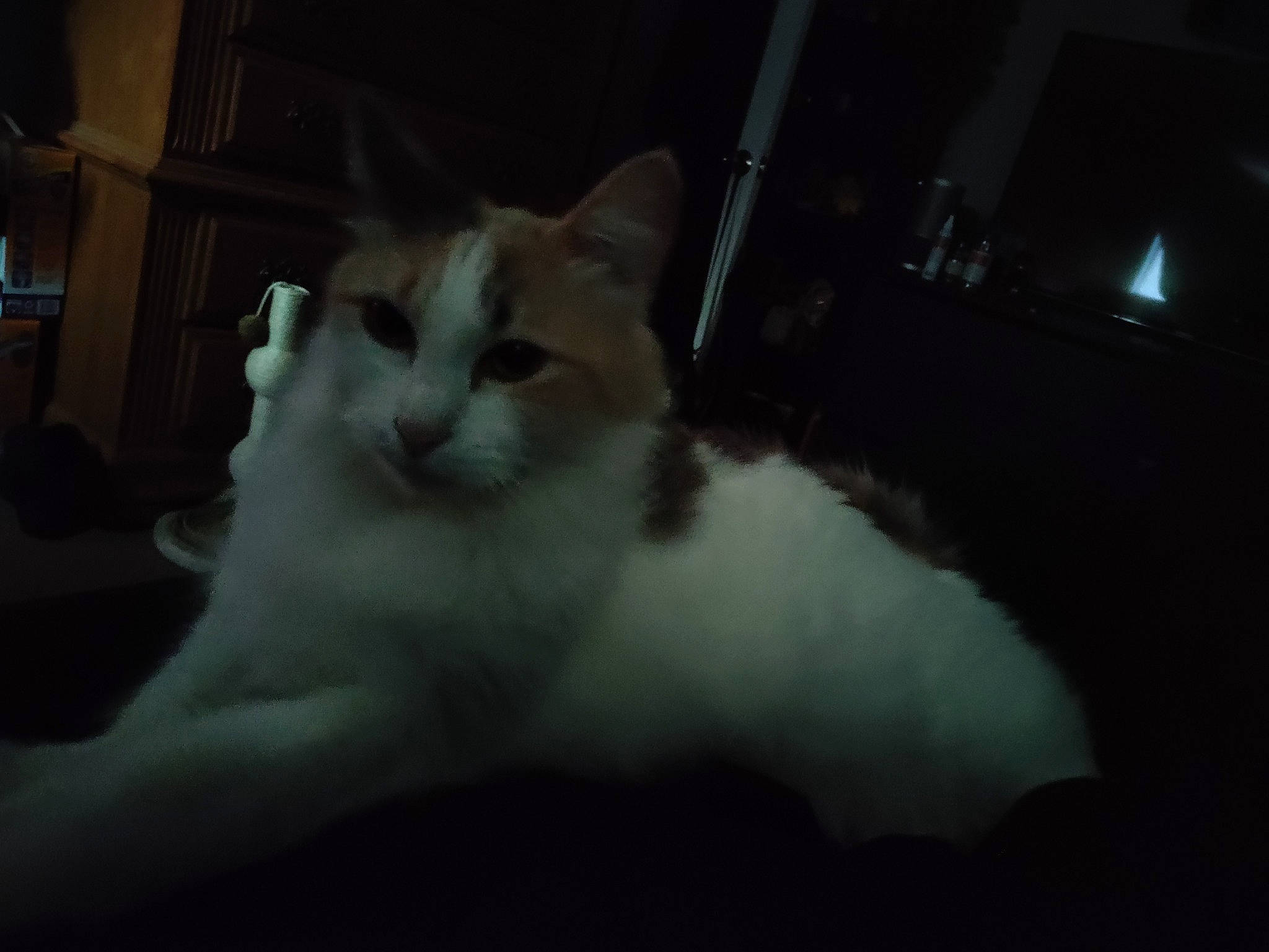 Tamami is registered to the contest to win money with this photo: carnivore, cat, darkness, domestic_short_haired_cat, felidae, fur, monochrome_photography, night, small_to_medium_sized_cats, snout, tail, terrestrial_animal, tints_and_shades, whiskers, window, windshield