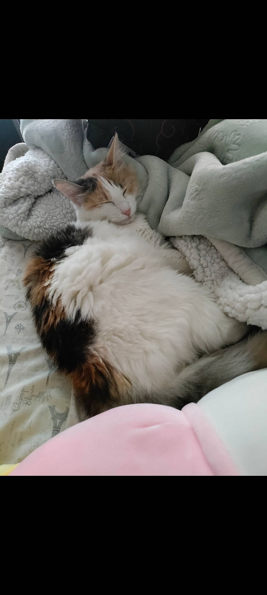 Tamami joined the competition — help win amazing prizes! canidae, carnivore, cat, claw, comfort, companion_dog, dog_breed, felidae, foot, fur, linens, nap, paw, ragdoll, sleep, small_to_medium_sized_cats, sporting_group, tail, textile, whiskers