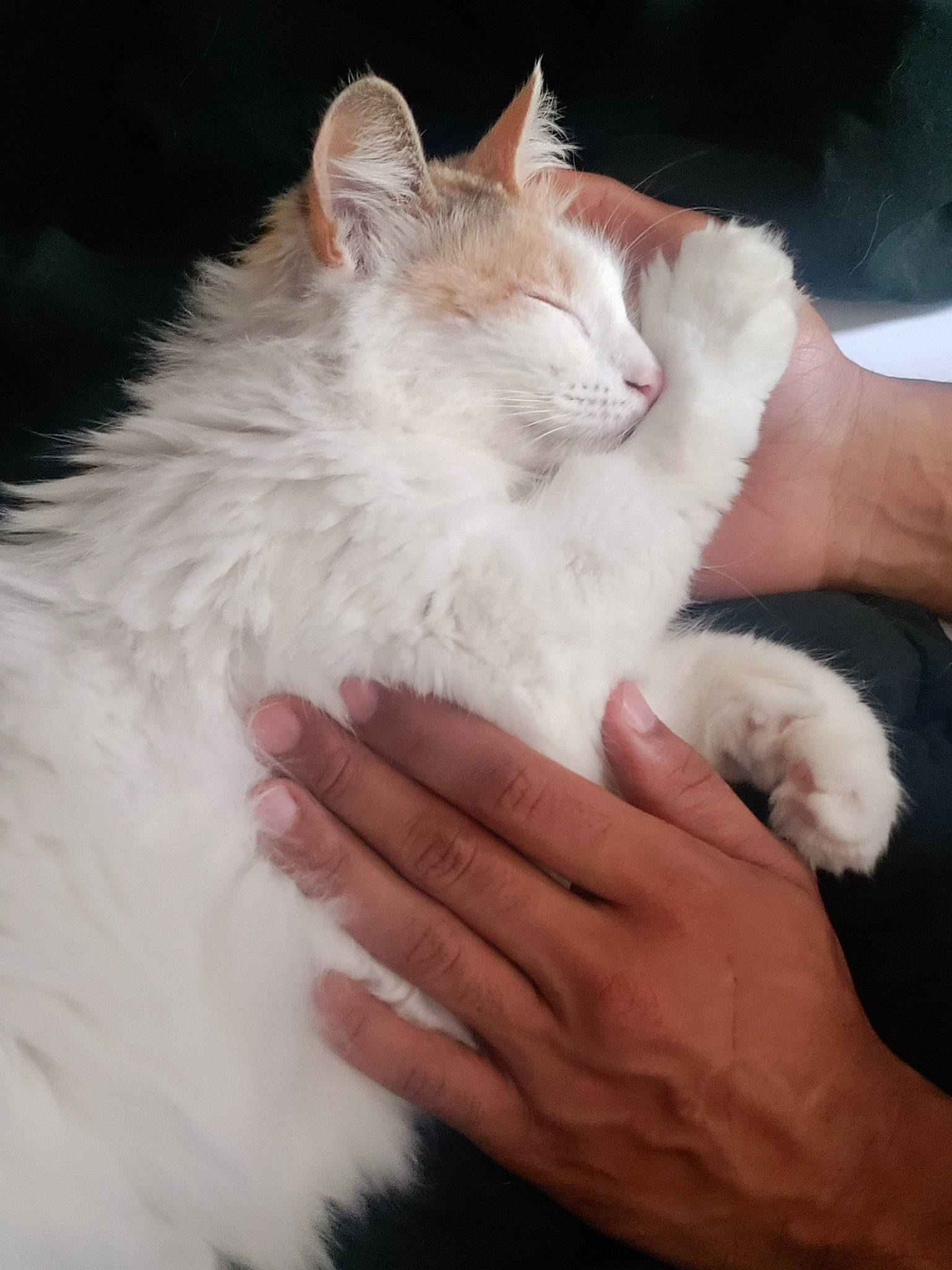 Tamami is registered to the contest to win money with this photo: carnivore, cat, claw, comfort, ear, eye, felidae, finger, fur, gesture, hand, head, nail, paw, small_to_medium_sized_cats, snout, tail, whiskers