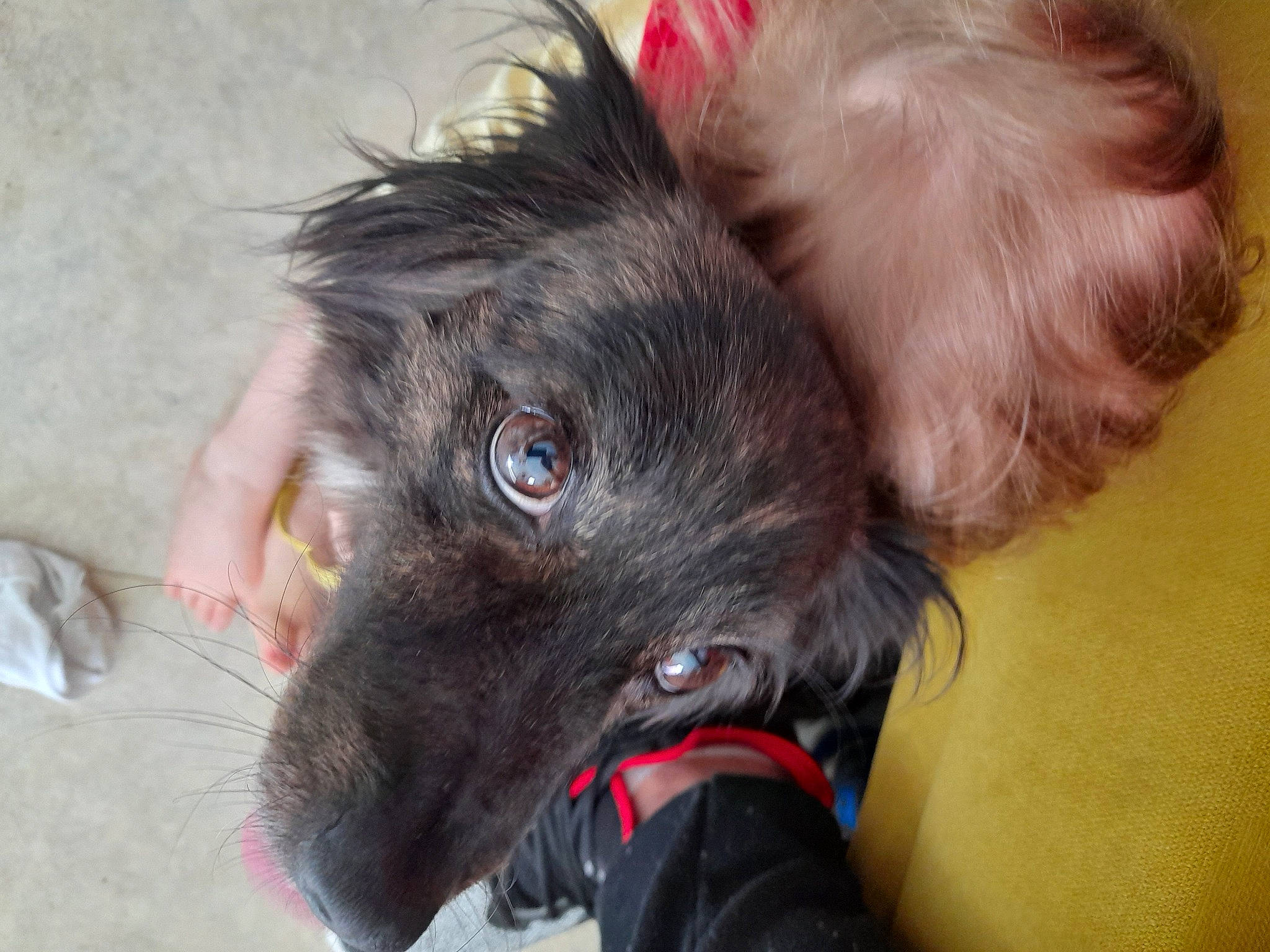 Princesse Et Prince a rejoint le concours — aidez-le/la à gagner de superbes lots ! borador, canidae, carnivore, collar, companion_dog, dog, dog_breed, dog_collar, ear, electric_blue, fawn, felidae, fur, gesture, laptop, liver, snout, sporting_group, whiskers, working_animal