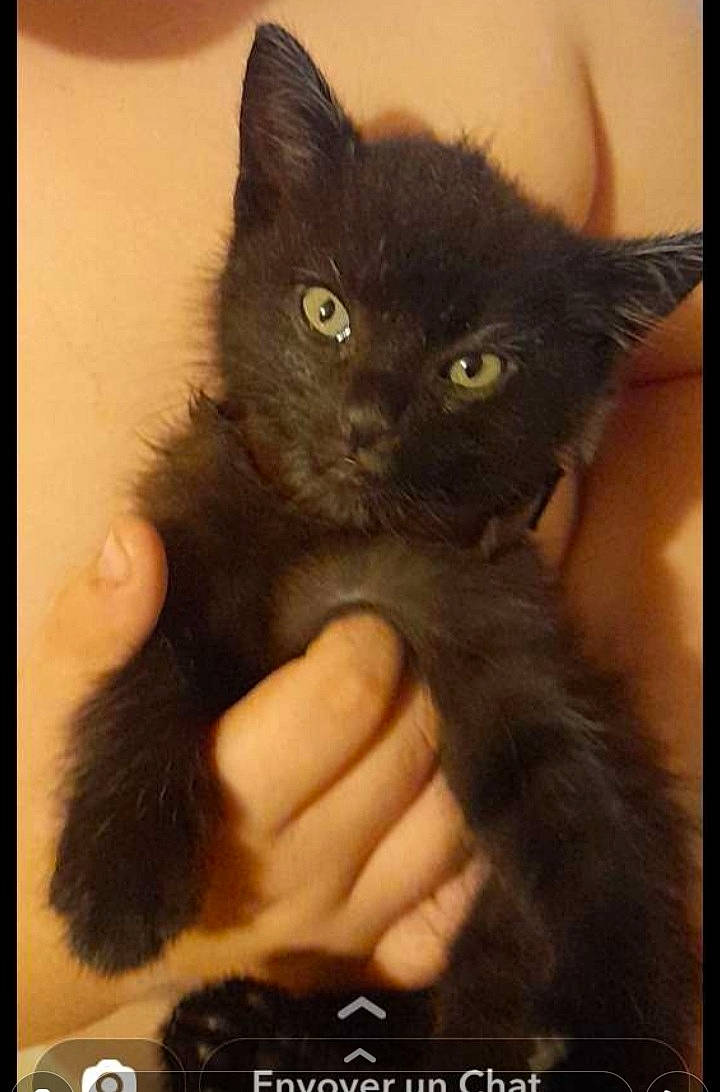 Princesse Et Prince participe au concours pour gagner de l'argent avec cette photo : black_cat, bombay, carnivore, cat, claw, domestic_short_haired_cat, ear, felidae, finger, fur, gesture, nail, paw, photo_caption, rectangle, small_to_medium_sized_cats, snout, tail, whiskers