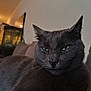 cat, gray_cat, pet, indoor, couch, furniture, animal, face, whiskers, green_eyes, fur, relaxed, closeup, mammal, domestic_animal, living_room, expression, portrait, resting, home