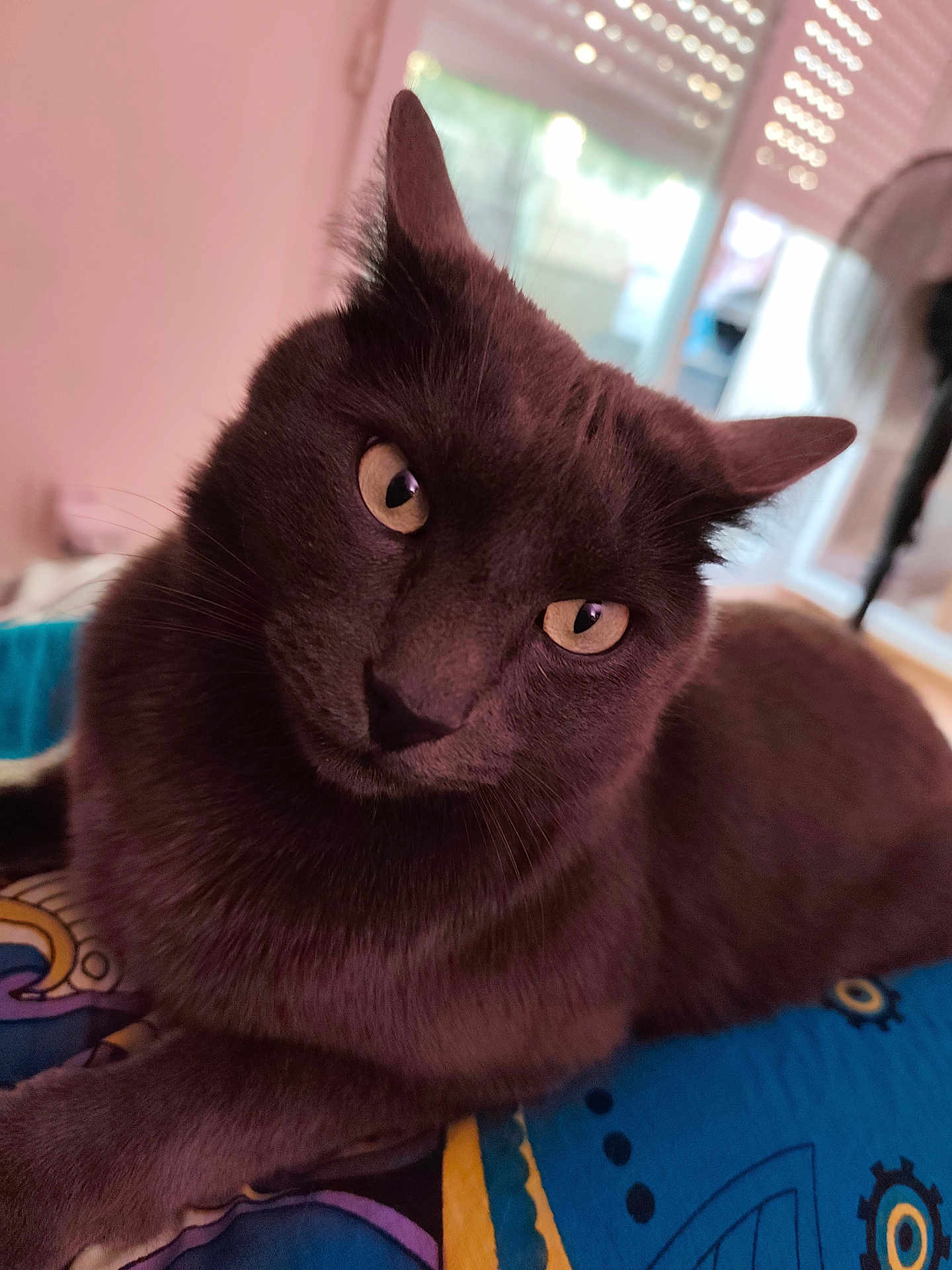 Simba
