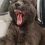 Simba a rejoint le concours — aidez-le/la à gagner de superbes lots ! cat, grey_cat, yawning, pet, feline, close_up, mouth_open, teeth, tongue, whiskers, fur, relaxed, indoor, cozy, texture, black_and_white, animal, cute, sleepy, resting