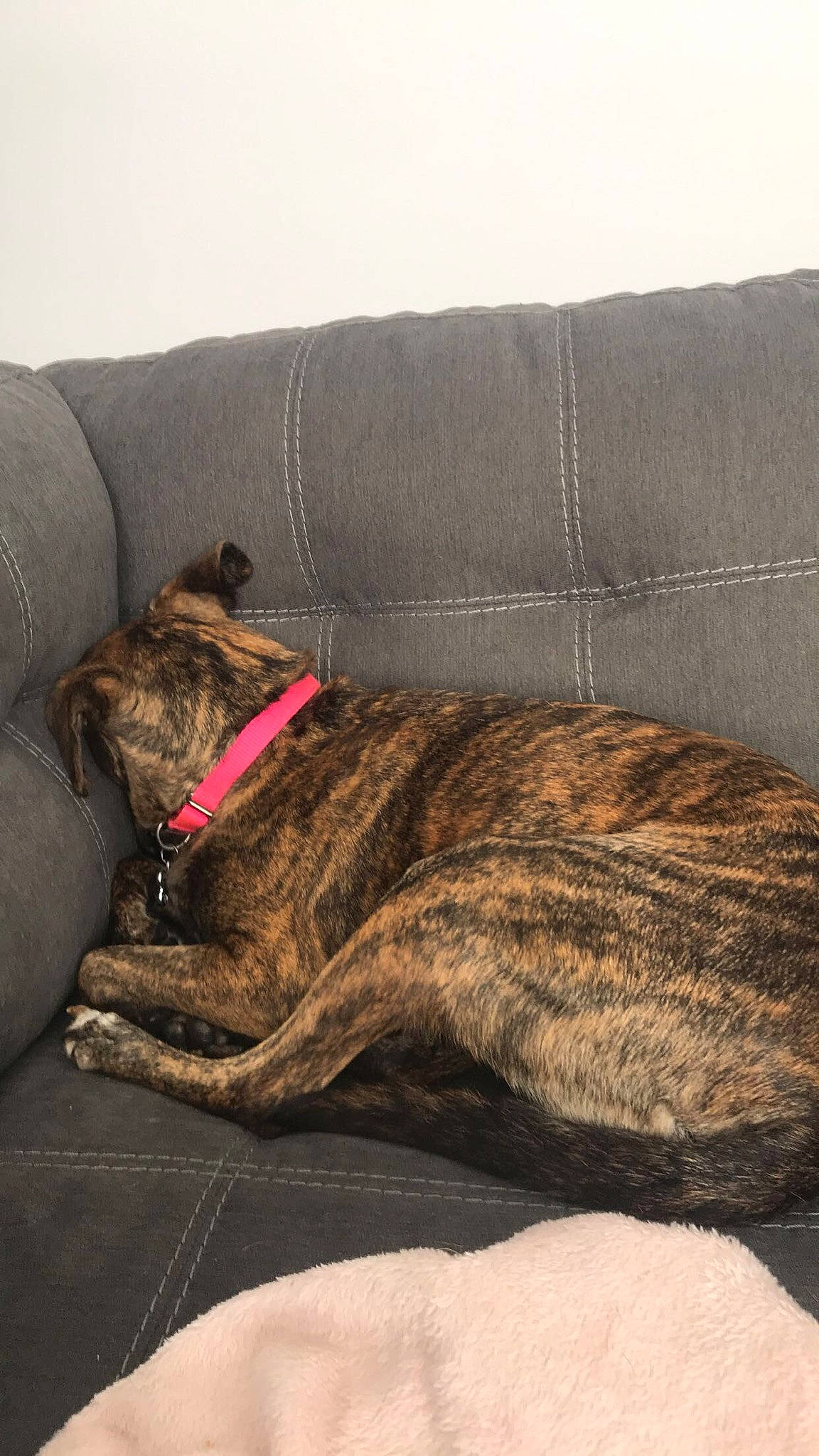 Arwen is registered to the contest to win money with this photo: alaunt, canidae, carnivore, dog, dog_breed, fawn, greyhound, lurcher, mammal, plott_hound, sporting_group, treeing_tennessee_brindle