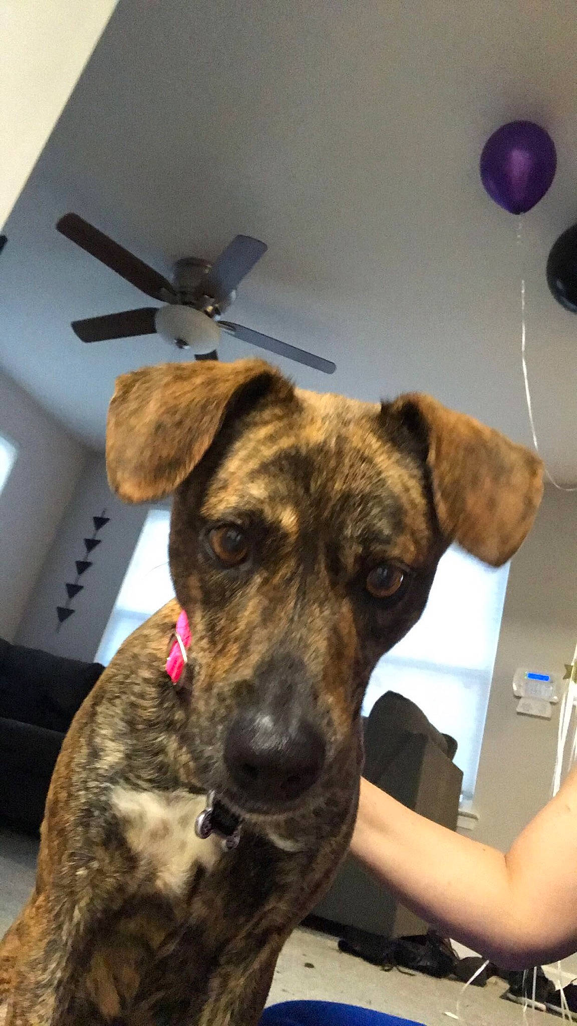 Arwen is registered to the contest to win money with this photo: black_mouth_cur, canidae, carnivore, cimarron_uruguayo, dog, dog_breed, ear, fawn, feist, formosan_mountain_dog, louisiana_catahoula_leopard_dog, mammal, mountain_cur, plott_hound, potcake_dog, snout, sporting_group, treeing_tennessee_brindle