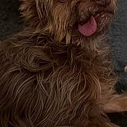 Tickle joined the competition — help win amazing prizes! animal, brown_fur, canine, close_up, companion, couch, cute, dog, expression, friendly, fur, indoors, mammal, pet, portrait, relaxed, scruffy, small_dog, tongue, tongue_out