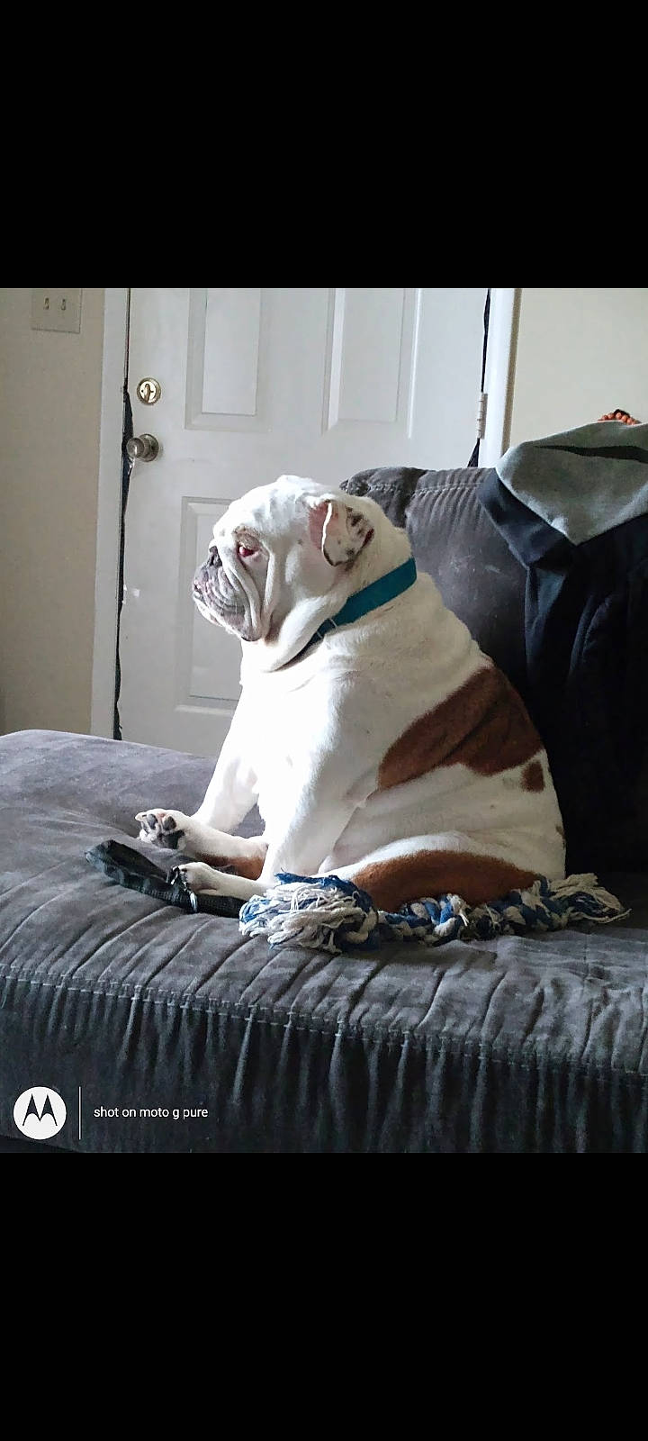 Layla is registered to the contest to win money with this photo: canidae, carnivore, comfort, companion_dog, couch, dog, dog_breed, fawn, felidae, font, fur, grey, linens, small_to_medium_sized_cats, snout, sporting_group, tail, terrestrial_animal, whiskers, wood