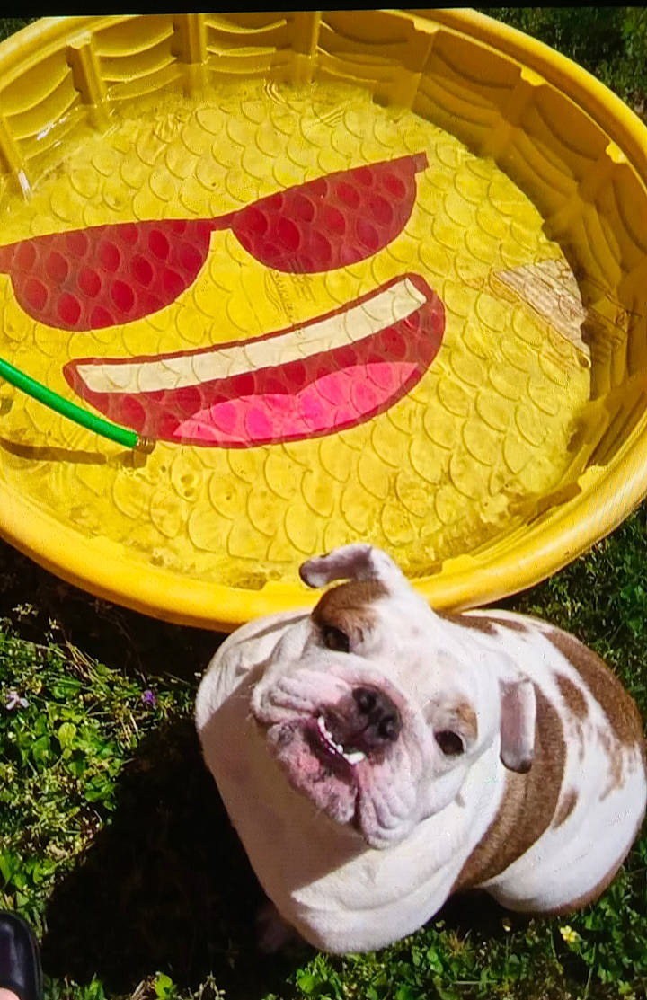 Layla joined the competition — help win amazing prizes! art, bulldog, carnivore, companion_dog, dog, dog_breed, dog_supply, emoticon, fruit, grass, happy, magenta, molosser, natural_foods, pink, plant, smile, sporting_group, toy_dog, vegetable