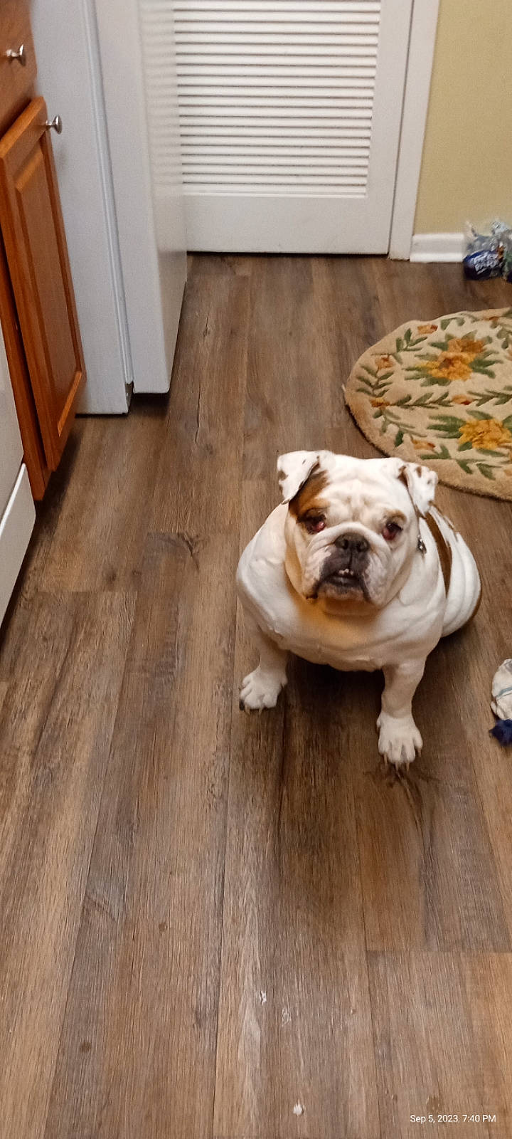 Layla joined the competition — help win amazing prizes! bulldog, cabinetry, carnivore, companion_dog, dog, dog_breed, fawn, floor, flooring, hardwood, laminate_flooring, plank, plant, tail, toy_dog, white, wood, wood_flooring, wood_stain, working_animal