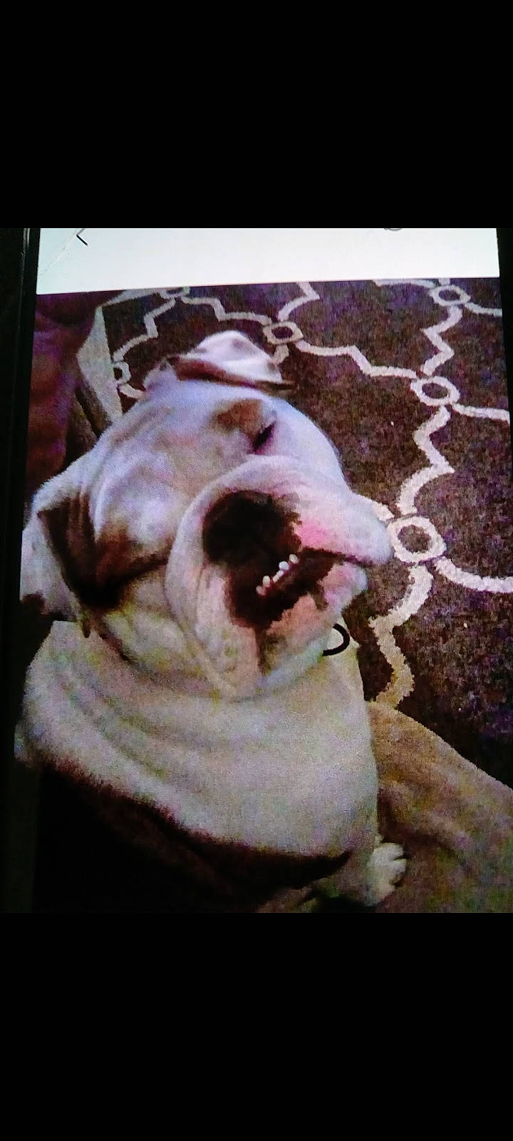 Layla joined the competition — help win amazing prizes! art, canidae, carnivore, companion_dog, dog, dog_breed, fang, fawn, fur, jaw, non_sporting_group, photo_caption, rectangle, shout, snout, sporting_group, visual_arts, window, working_animal, yawn