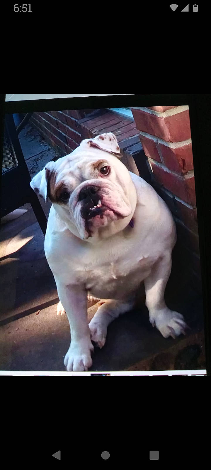 Layla joined the competition — help win amazing prizes! bulldog, canidae, carnivore, companion_dog, dog, dog_breed, dog_collar, fawn, molosser, non_sporting_group, snout, sporting_group, white_english_bulldog, window, working_animal, working_dog, wrinkle