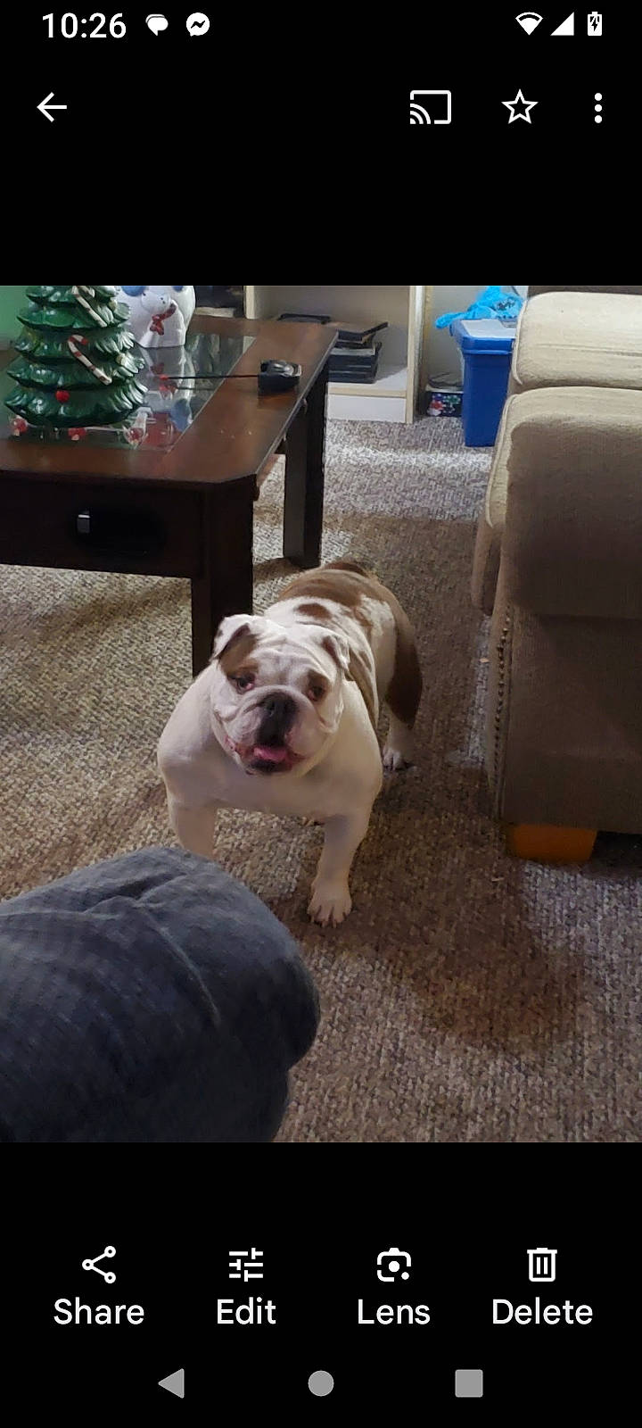 Layla joined the competition — help win amazing prizes! bulldog, canidae, carnivore, chair, comfort, companion_dog, dog, dog_breed, fawn, floor, flooring, fur, hardwood, kitchen_dining_room_table, room, table, tableware, toy_dog, white_english_bulldog, wood