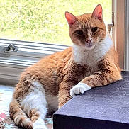 Cooper is registered to the contest to win money with this photo: cat, orange_cat, white_cat, pet, animal, indoor, window, relaxed, resting, paw, fur, domestic_cat, curious, natural_light, house, home, cozy, feline, looking, laying_down