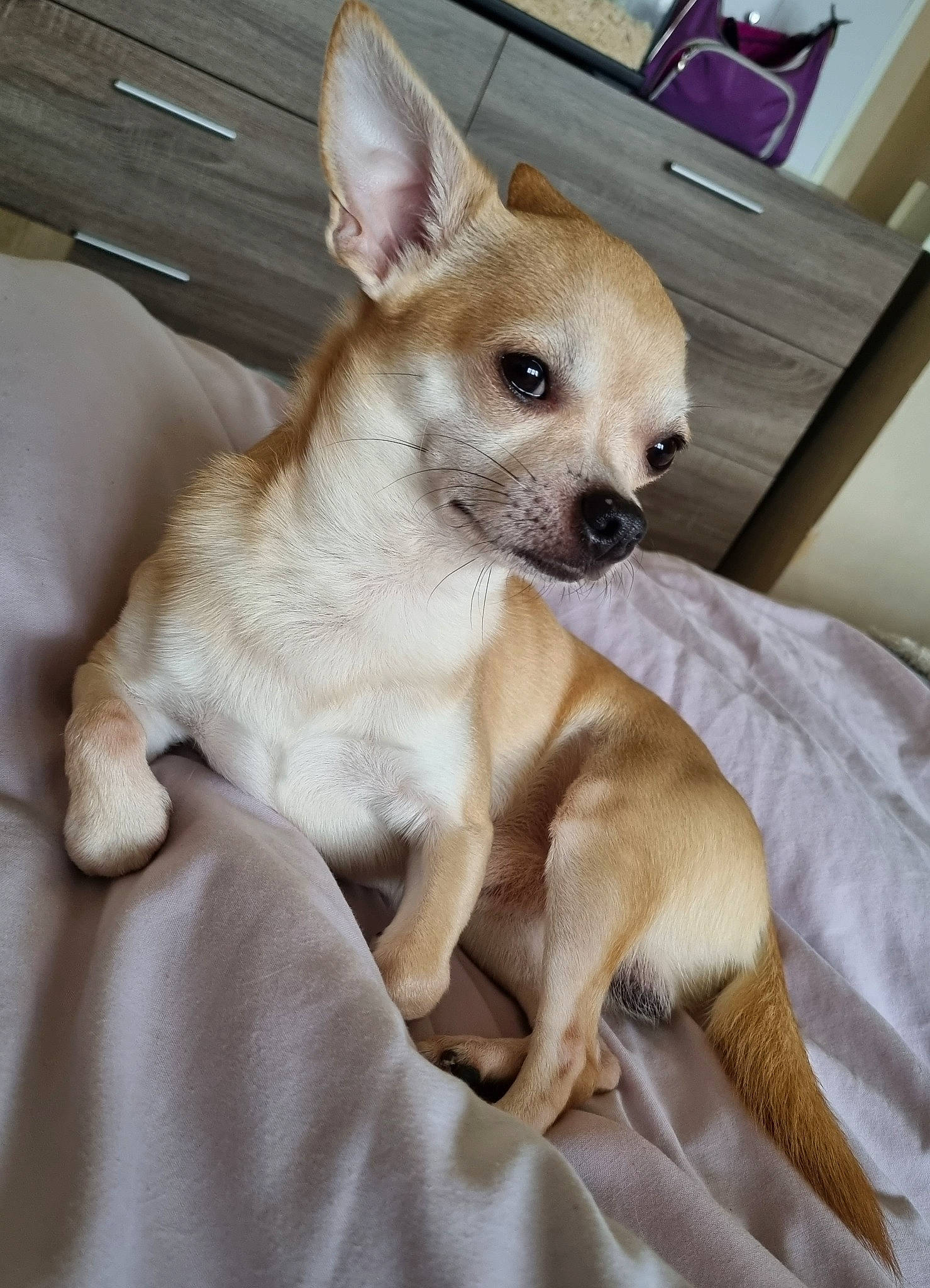 Olympe participe au concours pour gagner de l'argent avec cette photo : box, cabinetry, canidae, carnivore, chihuahua, comfort, companion_dog, dog, dog_breed, dog_supply, fawn, fur, paw, snout, sporting_group, tail, terrestrial_animal, toy_dog, whiskers, working_animal