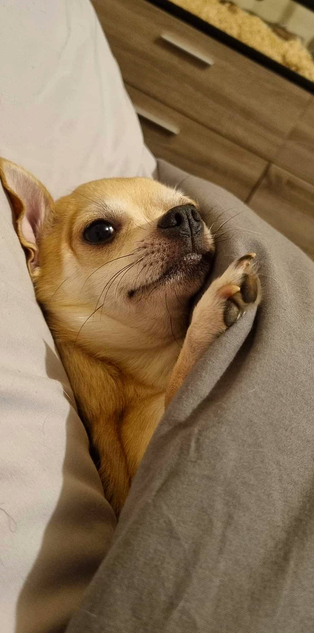 Olympe a rejoint le concours — aidez-le/la à gagner de superbes lots ! canidae, carnivore, chihuahua, collar, comfort, companion_dog, dog, dog_breed, ear, eye, fawn, fur, head, snout, sporting_group, terrestrial_animal, toy_dog, whiskers, wood, working_animal