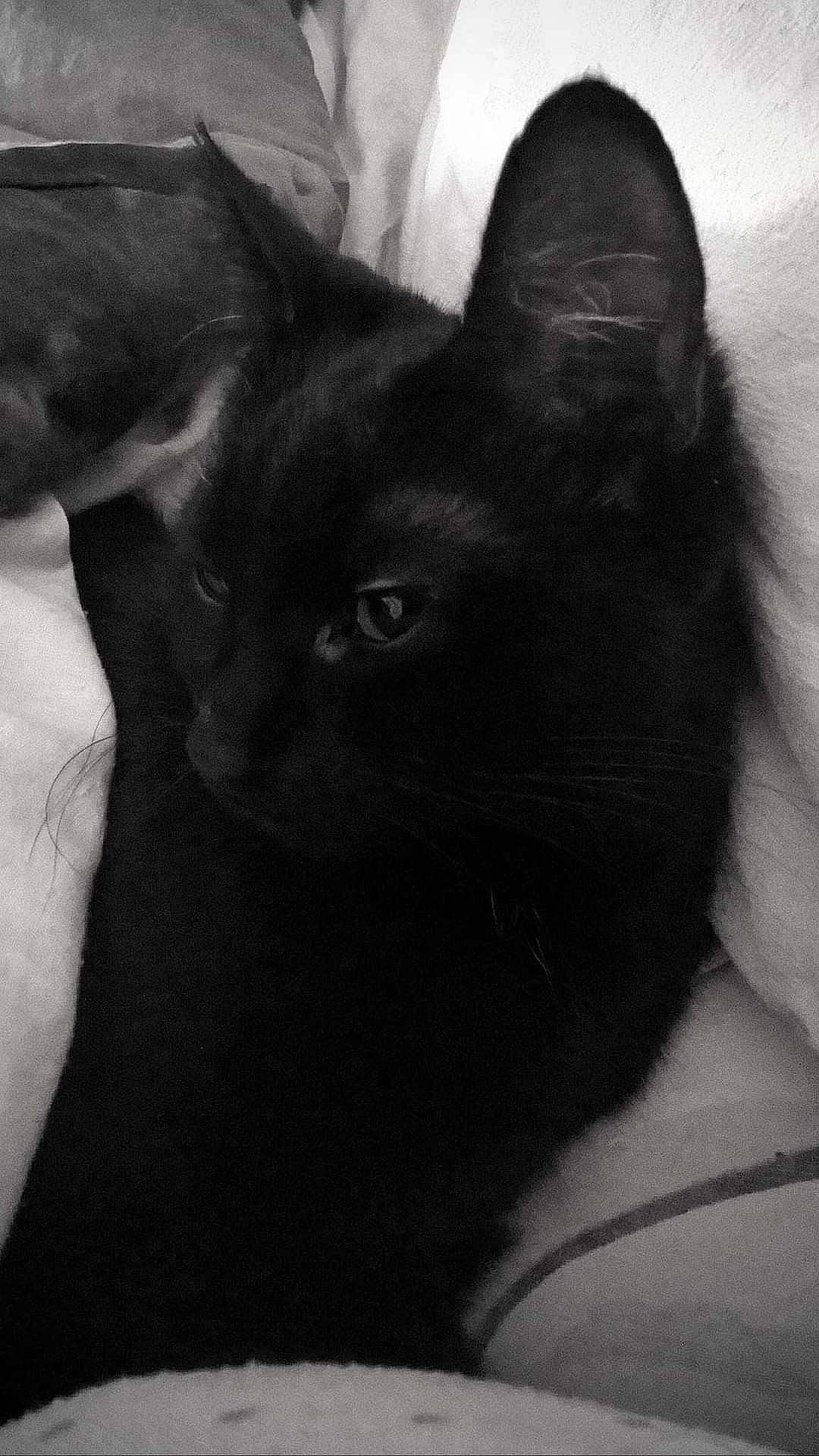 Fripouille participe au concours pour gagner de l'argent avec cette photo : black_cat, bombay, carnivore, cat, comfort, domestic_short_haired_cat, felidae, fur, head, monochrome, monochrome_photography, small_to_medium_sized_cats, snout, terrestrial_animal, whiskers