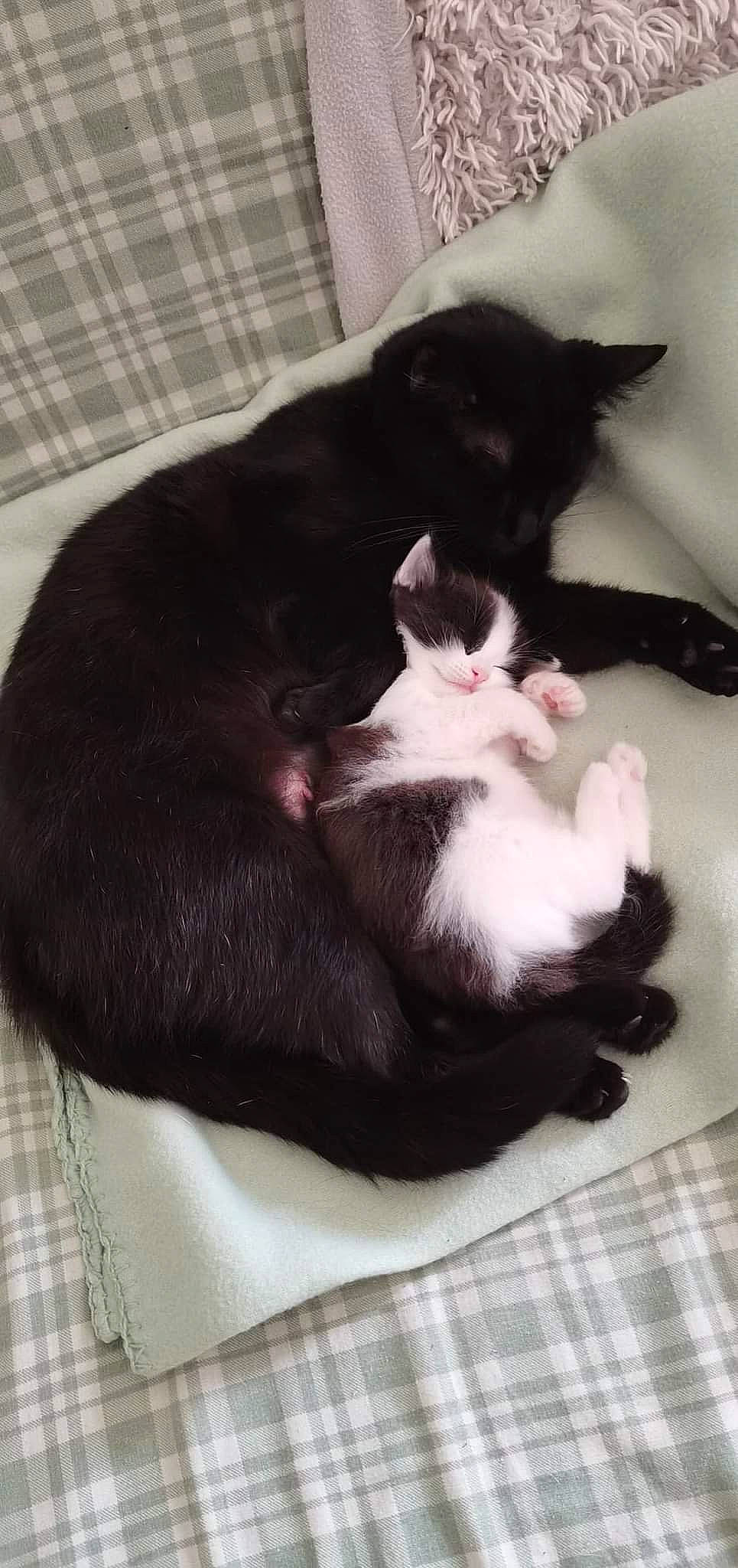 Fripouille participe au concours pour gagner de l'argent avec cette photo : black_cat, canidae, carnivore, cat, cat_supply, claw, comfort, domestic_short_haired_cat, felidae, flooring, fur, pattern, paw, plaid, small_to_medium_sized_cats, snout, tail, tartan, whiskers