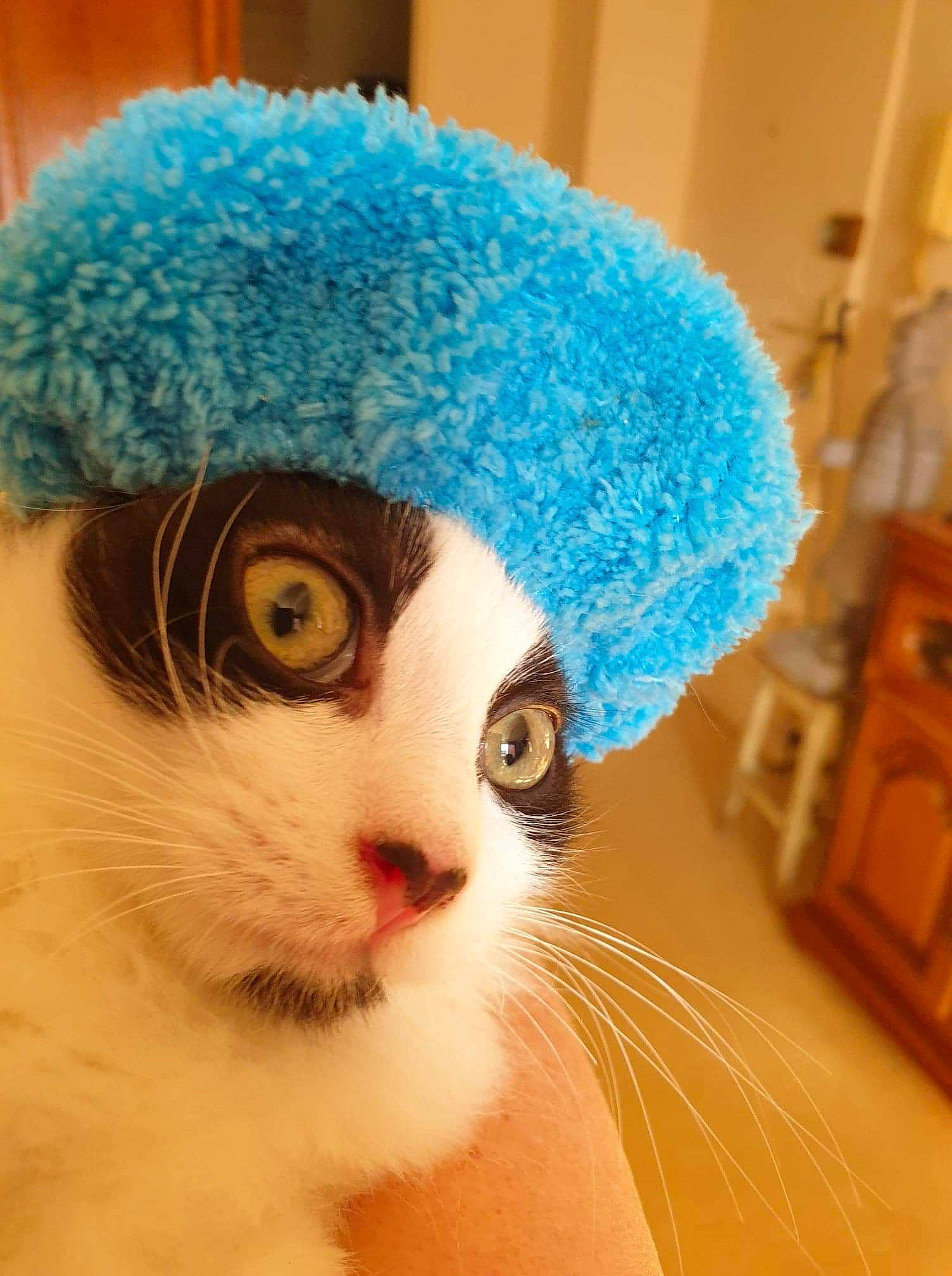 Holly participe au concours pour gagner de l'argent avec cette photo : animal_product, cap, carnivore, cat, creative_arts, dress, electric_blue, eye, fawn, felidae, hat, headgear, knit_cap, mammal, small_to_medium_sized_cats, textile, vertebrate, whiskers, wool, woolen