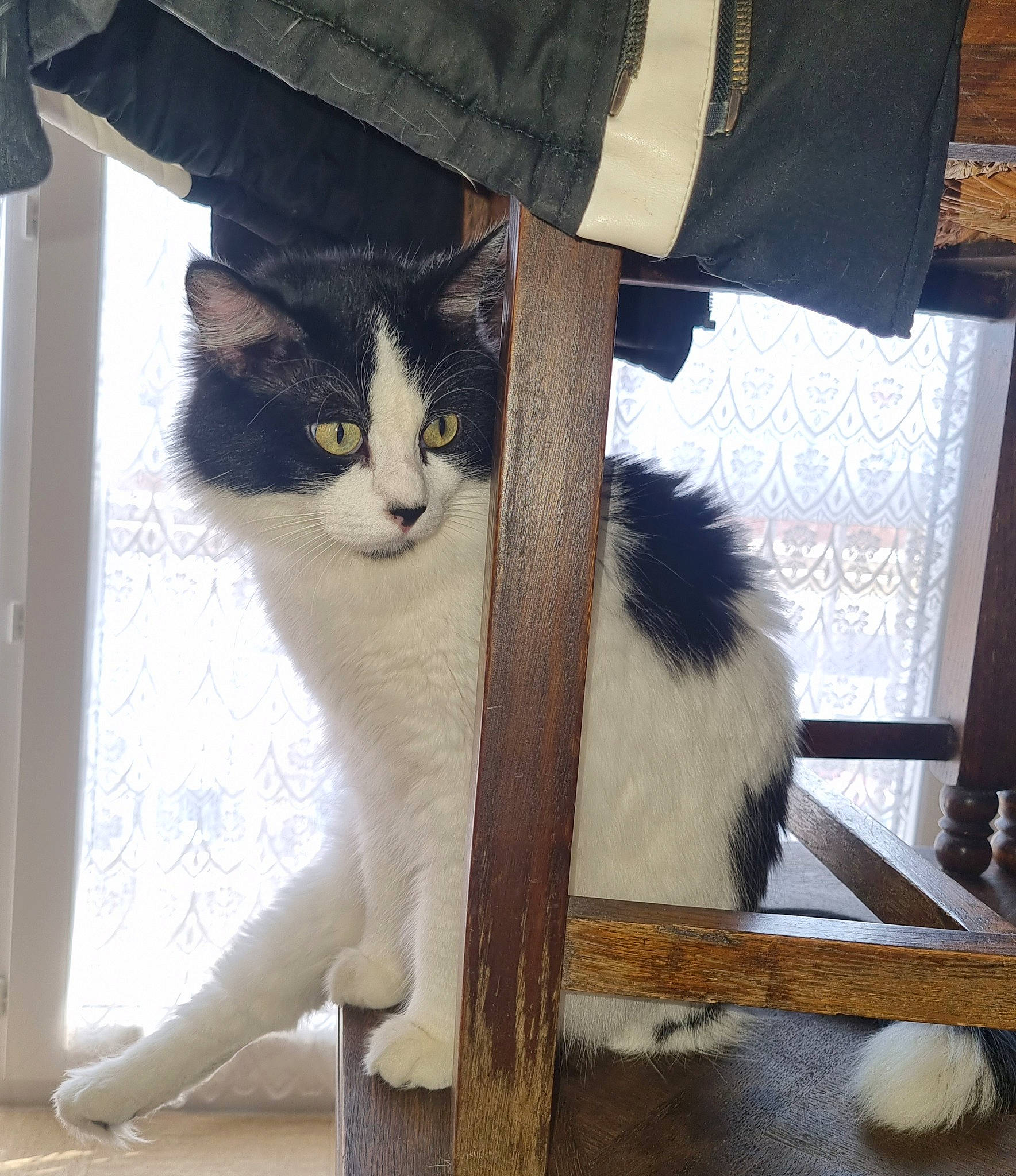 Holly participe au concours pour gagner de l'argent avec cette photo : black, box, carnivore, cat, comfort, domestic_short_haired_cat, felidae, fur, human_leg, lap, sitting, sleeve, small_to_medium_sized_cats, tail, textile, thigh, whiskers, white, window, wood