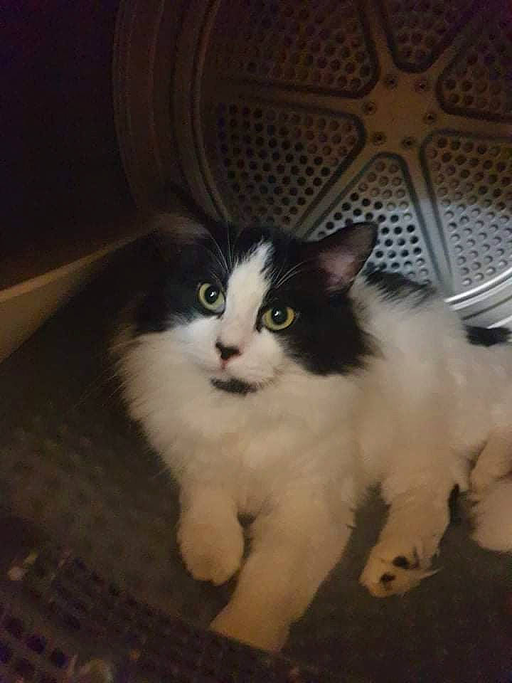 Holly participe au concours pour gagner de l'argent avec cette photo : carnivore, cat, claw, domestic_short_haired_cat, fawn, felidae, fur, iris, paw, small_to_medium_sized_cats, snout, tail, terrestrial_animal, whiskers