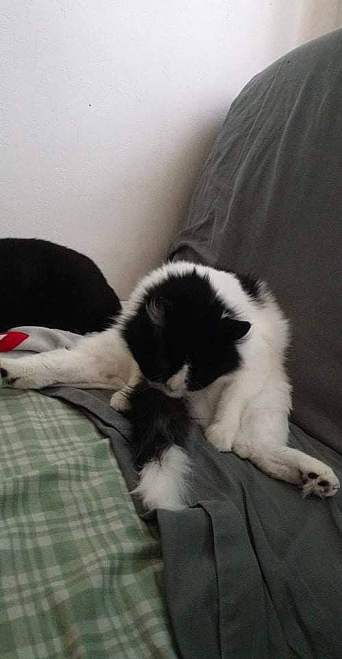 Holly a rejoint le concours — aidez-le/la à gagner de superbes lots ! canidae, carnivore, cat, claw, comfort, companion_dog, dog_breed, felidae, fur, nap, pattern, paw, plaid, small_to_medium_sized_cats, snout, sporting_group, tail, tartan, whiskers