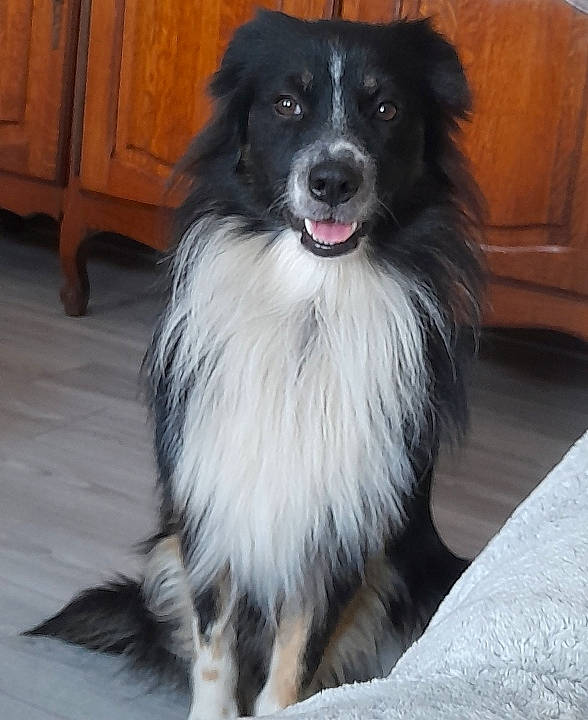 Sako a rejoint le concours — aidez-le/la à gagner de superbes lots ! ancient_dog_breeds, border_collie, cabinetry, canidae, carnivore, companion_dog, dog, dog_breed, fur, herding_dog, sporting_group, whiskers, working_dog