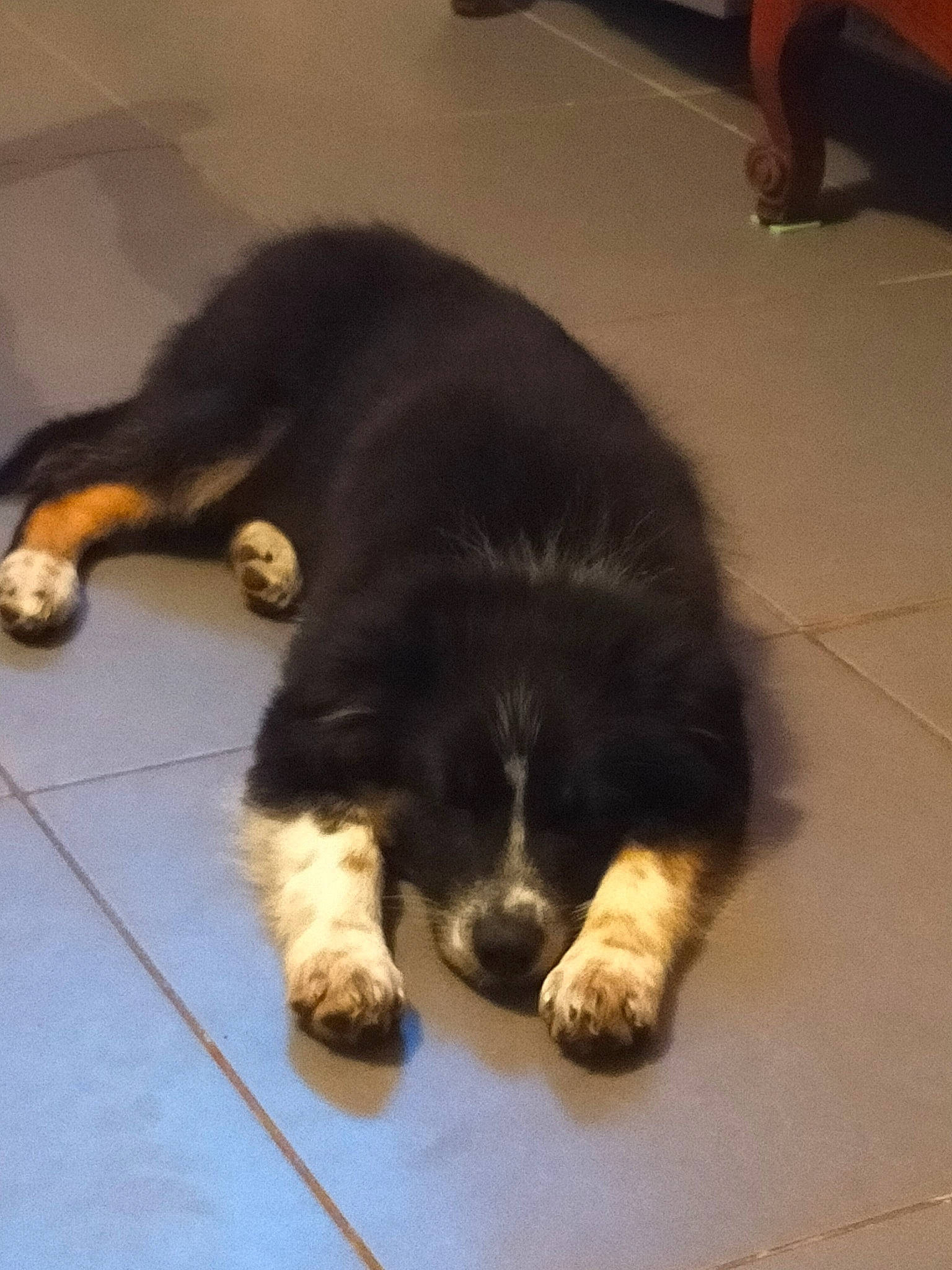 Sako participe au concours pour gagner de l'argent avec cette photo : bored, canidae, carnivore, companion_dog, dog, dog_breed, floor, flooring, fur, hardwood, paw, snout, sporting_group, tail, terrestrial_animal, working_animal, working_dog