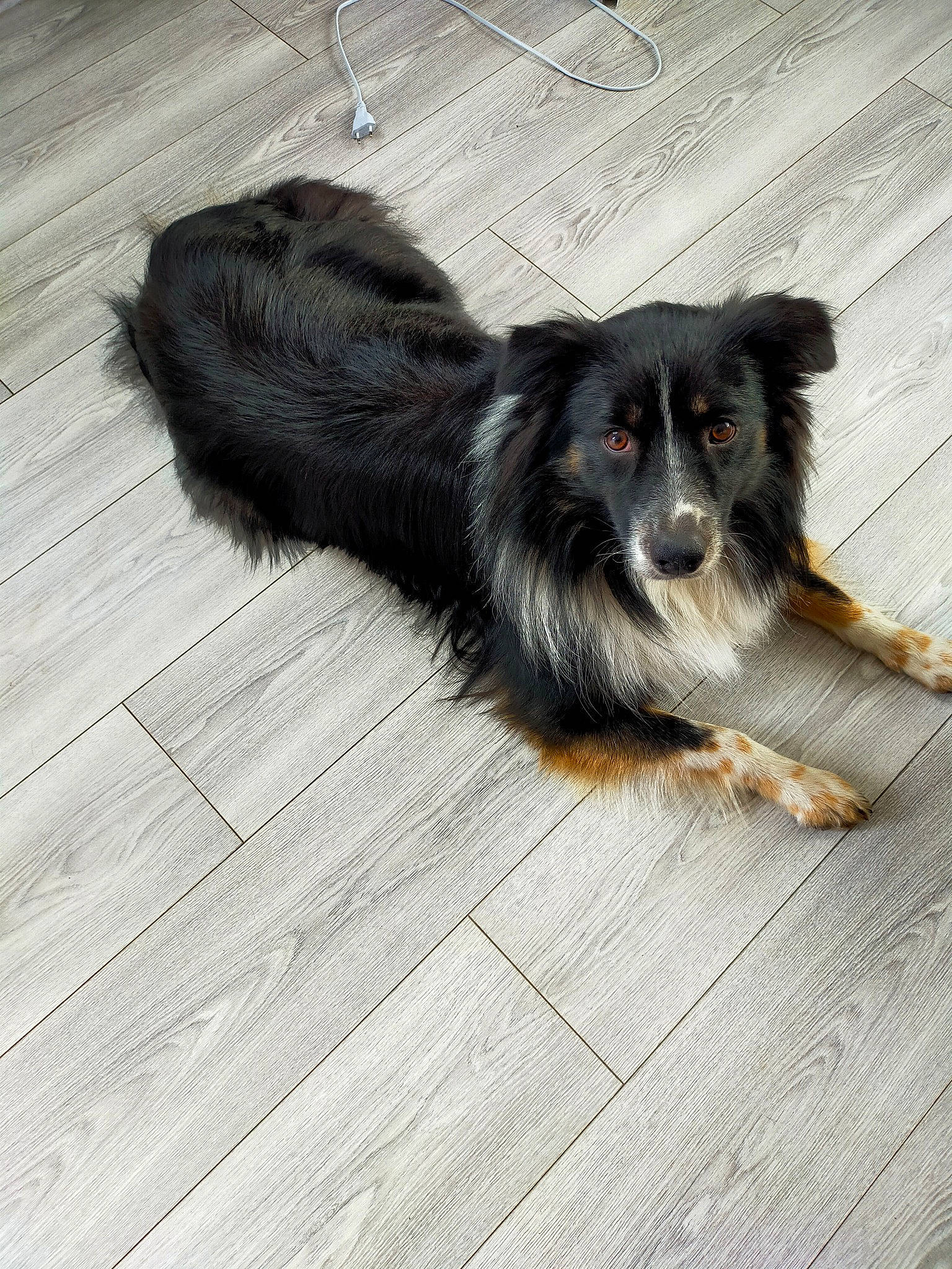 Sako a rejoint le concours — aidez-le/la à gagner de superbes lots ! canidae, carnivore, claw, companion_dog, dog, dog_breed, flooring, foot, fur, hardwood, paw, plank, puppy, snout, sporting_group, tail, whiskers, wood, wood_flooring, working_dog