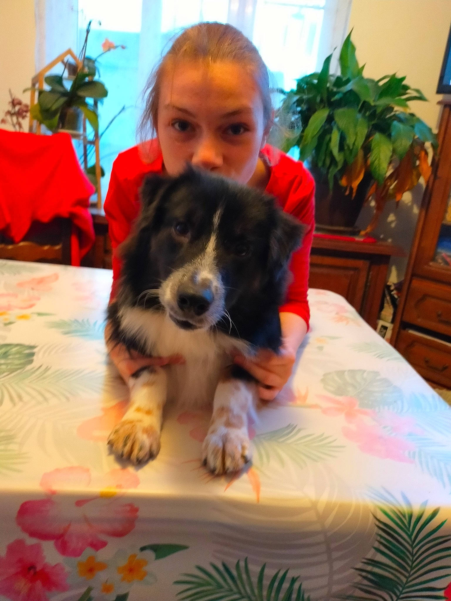 Sako a rejoint le concours — aidez-le/la à gagner de superbes lots ! border_collie, carnivore, chair, comfort, companion_dog, dog, dog_breed, flooring, flowerpot, fun, herding_dog, houseplant, leisure, plant, room, sporting_group, table, toy_dog, working_animal, working_dog