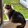 cat, fluffy, windowsill, sunlight, greenery, outdoor, pet, animal, feline, tail, fur, garden, domestic, mammal, window, nature, relaxed, side_view, daylight, sitting