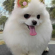 Bridget joined the competition — help win amazing prizes! dog, pomeranian, fluffy, white, tongue_out, cute, pet, animal, ears, flower_accessory, outdoor, nature, fur, small_dog, adorable, portrait, close_up, happy, tongue, knitted_flower