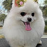 dog, pomeranian, fluffy, white, tongue_out, cute, pet, animal, ears, flower_accessory, outdoor, nature, fur, small_dog, adorable, portrait, close_up, happy, tongue, knitted_flower