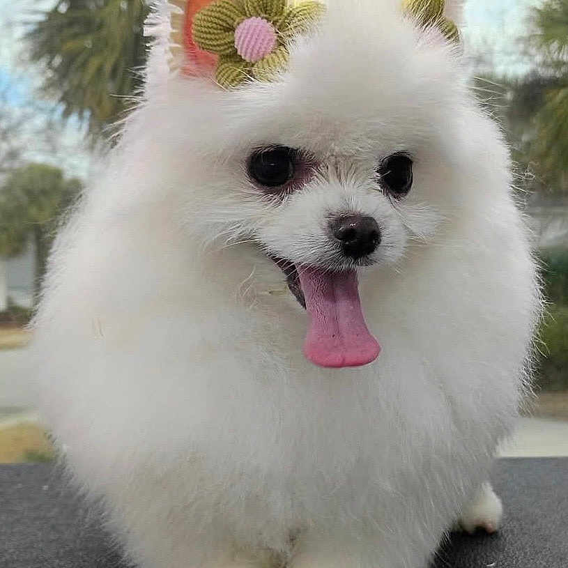Bridget joined the competition — help win amazing prizes! dog, pomeranian, fluffy, white, tongue_out, cute, pet, animal, ears, flower_accessory, outdoor, nature, fur, small_dog, adorable, portrait, close_up, happy, tongue, knitted_flower