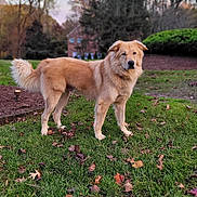 Teddy joined the competition — help win amazing prizes! dog, golden_retriever, grass, leaves, outdoor, tree, house, sky, autumn, pet, animal, canine, nature, fur, landscape, daylight, backyard, standing, mammal, friendly