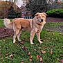 dog, golden_retriever, grass, leaves, outdoor, tree, house, sky, autumn, pet, animal, canine, nature, fur, landscape, daylight, backyard, standing, mammal, friendly