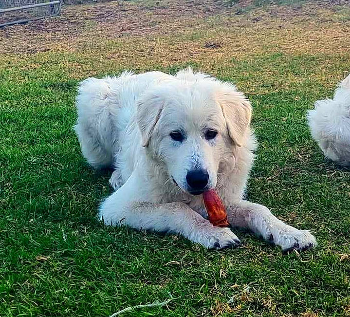 Kimba joined the competition — help win amazing prizes! carnivore, companion_dog, dog, dog_breed, grass, great_pyrenees, kuvasz, livestock_guardian_dog, maremma_sheepdog, non_sporting_group, plant, polish_tatra_sheepdog, slovak_cuvac, sporting_group, working_animal, working_dog