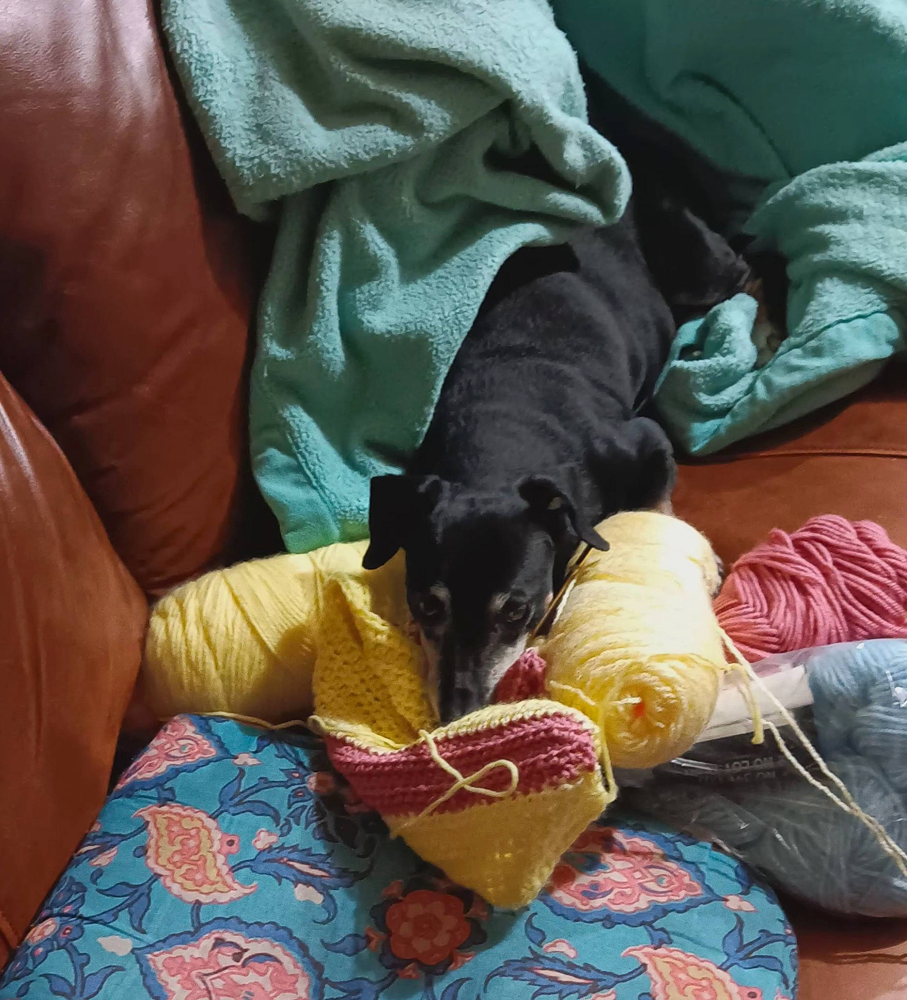 Nich is registered to the contest to win money with this photo: bag, canidae, carnivore, comfort, companion_dog, dog, dog_breed, dog_supply, lap, linens, luggage_and_bags, mammal, nap, sharing, sitting, sporting_group, working_animal, wrist