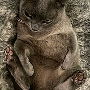 Charlie is registered to the contest to win money with this photo: cat, gray_cat, fluffy_blanket, pet, animal, cozy, relaxed, paws, fur, cute, indoor, sleepy, resting, mammal, whiskers, adorable, feline, closeup, soft, comfort