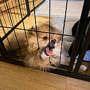 Thanos joined the competition — help win amazing prizes! puppies, dogs, fluffy, small_breed, playpen, cage, bars, cuddling, playing, open_mouth, tongue, teeth, black_and_white_dog, tan_dog, fur, pet, indoors, wooden_floor, bedding, cute
