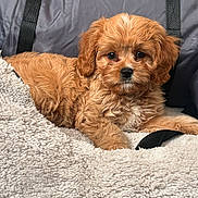 Kota joined the competition — help win amazing prizes! puppy, dog, fluffy, brown, caramel, blanket, soft, cute, pet, animal, fur, lying_down, indoors, cozy, relaxed, small_dog, face, ears, nose, eyes