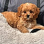 puppy, dog, fluffy, brown, caramel, blanket, soft, cute, pet, animal, fur, lying_down, indoors, cozy, relaxed, small_dog, face, ears, nose, eyes