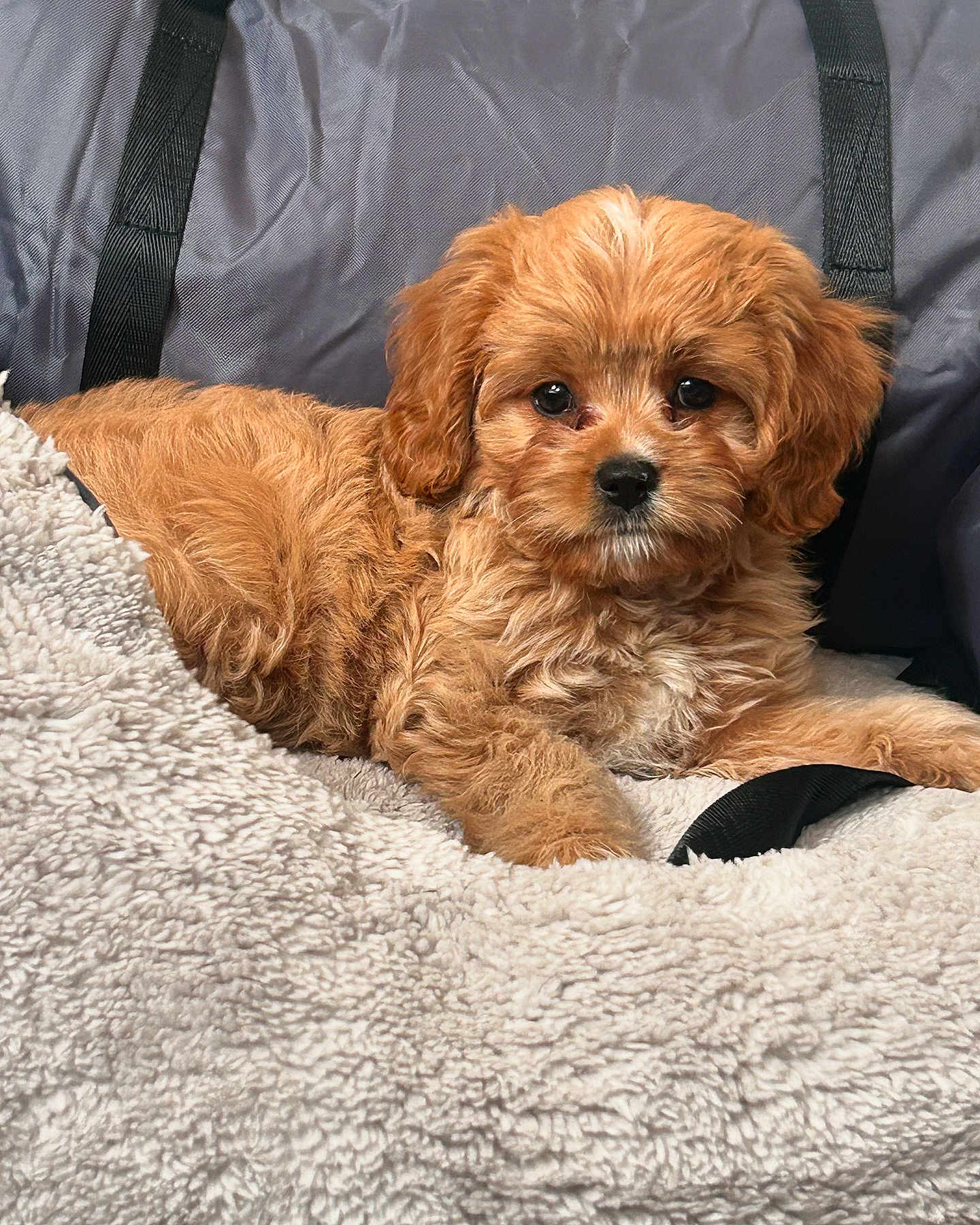 Kota joined the competition — help win amazing prizes! puppy, dog, fluffy, brown, caramel, blanket, soft, cute, pet, animal, fur, lying_down, indoors, cozy, relaxed, small_dog, face, ears, nose, eyes