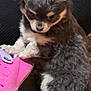 puppy, dog, small_dog, curious, fur, black_fur, white_fur, brown_fur, pink_sandal, footwear, gravel, outdoor, pet, cute, animal, close_up, sitting, young_dog, playful, companion