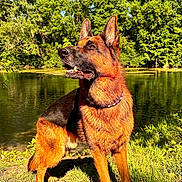 Tilly a rejoint le concours — aidez-le/la à gagner de superbes lots ! dog, german_shepherd, outdoor, grass, river, water, trees, nature, sunlight, animal, canine, collar, pet, park, daytime, mammal, fur, alert, standing, scenic